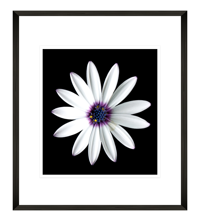 FP260 Wall décor art framed print floral black frame